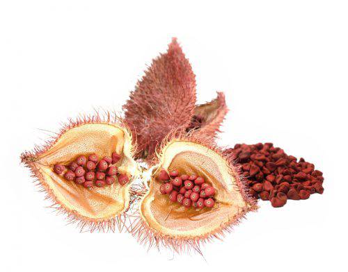 coloring with annatto seeds, bixin, norbixin, natural color, natural food colorants, bioconcolors