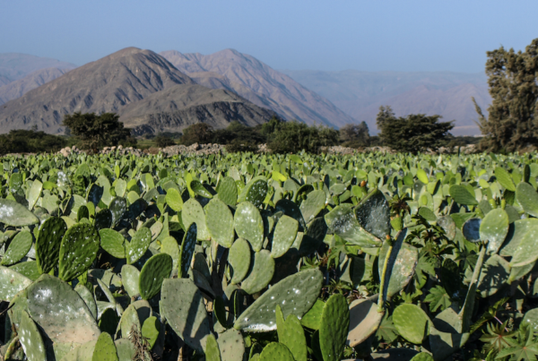 Cochineal Cultivation, Cochinilla, carmine, natural colors, food coloring. BioconColors